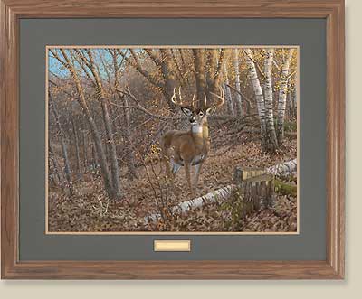 Great Eight-Whitetail Deer by Michael Sieve